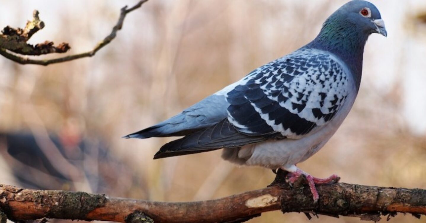 Pigeon-on-branch-for-web-789x403