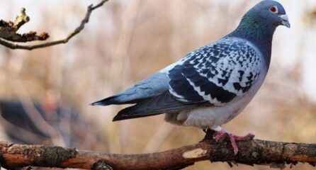 Pigeon-on-branch-for-web-789x403