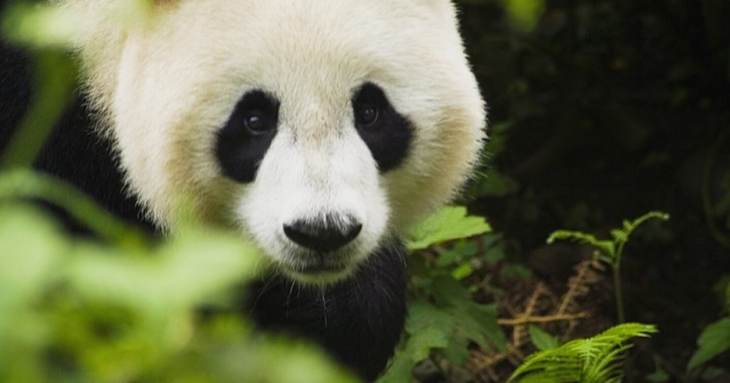 panda and payday loans google update