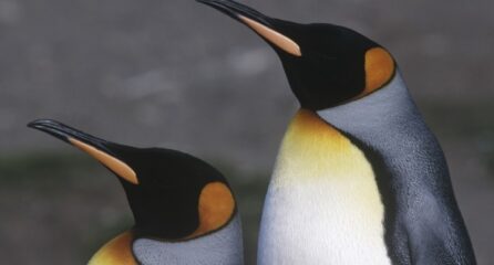 penguin 2.0 what it means